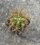 Trichocereus terscheckii