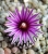 Turbinicarpus (Pelecyphora) pseudopectinatus var.rubriflorus (Bluete)