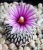 Turbinicarpus (Pelecyphora) pseudopectinatus var.rubriflorus