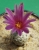 Turbinicarpus (Pelecyphora) valdezianus (Bluete)