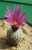 Turbinicarpus (Pelecyphora) valdezianus