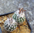Turbinicarpus dickisionae