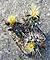 Turbinicarpus flaviflorus
