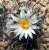Turbinicarpus gracilis