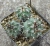 Turbinicarpus hoferi