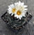 Turbinicarpus klinkerianus
