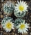 Turbinicarpus krainzianus Bluete