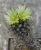 Turbinicarpus krainzianus var.minimus (Bluete)
