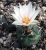 Turbinicarpus macrochele