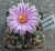 Turbinicarpus pseudomacrochele (Bluete)