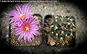 Turbinicarpus pseudomacrochele