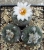 Turbinicarpus schwarzii (Bluete)