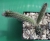 Wilcoxai