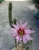 Wilcoxia tamauilipensis (Bluete)