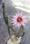 Wilcoxia tamauilipensis