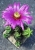 alt Echinocereus viereckii (Bluete)