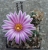 alt Turbinicarpus pseudomacrochele