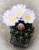 VIP Gymnocalycium achiraense