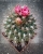 VIP Gymnocalycium carminathum