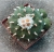 VIP Lophophora diffusa 9-5cm