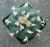 VIP Lophophora williamsii 6-5cm