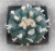 VIP Lophophora williamsii 6cm