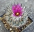 Pflanze des Monats - Gymnocactus booleanus