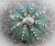 Plant of the Month - Astrophytum asterias