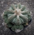Plant of the Month - Aztekium ritteri